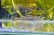 画像3: オウミヨシノボリ　（トウヨシノボリ：小）　琵琶湖水系産