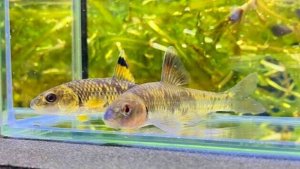 画像1: ビワヒガイ　（約9〜10cm）　琵琶湖産