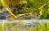 画像2: オウミヨシノボリ　（トウヨシノボリ：小）　琵琶湖水系産