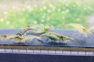 画像1: ミナミヌマエビ　５匹