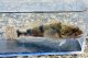 ウツセミカジカ　（約5〜6cm）　琵琶湖水系産　３匹セット