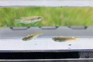 画像1: ミナミメダカ　（小）　岐阜産　５匹