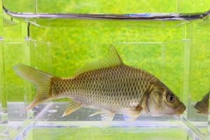 画像2: コイ　（約7cm）　三重産