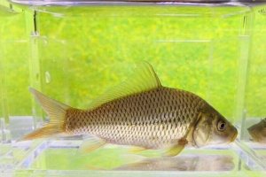 画像3: コイ　（約7cm）　三重産