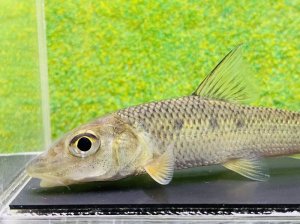 画像1: コウライニゴイ　（約8〜9cm）　三重琵琶淀川水系産