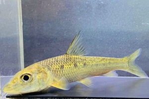 画像1: コウライニゴイ　（約11〜12cm）　三重琵琶淀川水系産　３匹セット