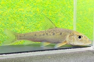画像1: コウライニゴイ　（約9〜10cm）　三重琵琶淀川水系産　３匹セット