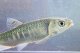 オイカワ　（やや大）　三方五湖水系産