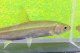 ウグイ　（大）　琵琶湖水系産