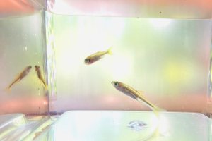 画像3: ヌマムツ　（ベビー）　琵琶湖水系産　３匹