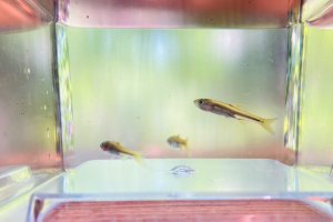 画像1: ヌマムツ　（ベビー）　琵琶湖水系産　３匹