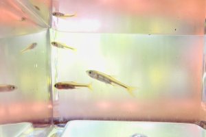 画像5: ヌマムツ　（ベビー）　琵琶湖水系産　３匹