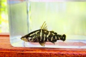 画像1: 特価　アカメ　（小：約4〜5cm）　高知産