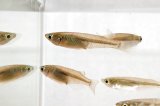 ミナミメダカ　愛媛豊後水道側産　５匹