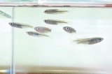 ミナミメダカ　愛媛豊後水道側産　２０匹