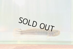 画像1: アベハゼ　愛媛産