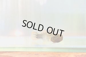 画像2: アベハゼ　愛媛産