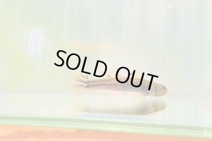 画像4: アベハゼ　愛媛産