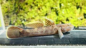 画像5: ルリヨシノボリ　（約7cm）　愛媛産　♀