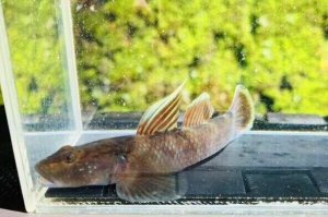 画像3: ルリヨシノボリ　（約7cm）　愛媛産　♀