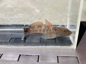 画像11: ルリヨシノボリ　（約7cm）　愛媛産　♀