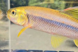 画像7: カワムツ　（特大）　福岡産