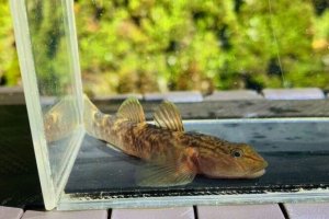 画像8: ルリヨシノボリ　（約7cm）　愛媛産　♀