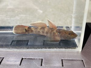 画像10: ルリヨシノボリ　（約7cm）　愛媛産　♀