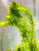 アナカリス　５本鉛巻き
