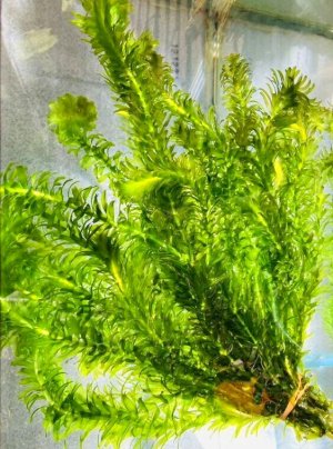 画像2: 特価　アナカリス　５０本束　山陽産