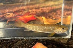 画像2: アメマス ・エゾイワナ　（やや中）