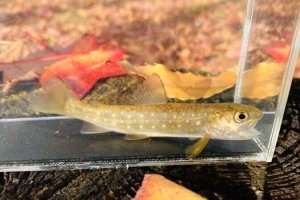 画像1: アメマス ・エゾイワナ　（やや中）