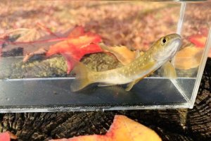 画像3: アメマス ・エゾイワナ　（やや中）