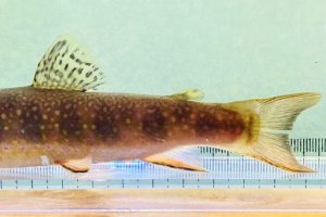 画像8: カワマス　（ブルックトラウト：約11〜12cm）　北海道産