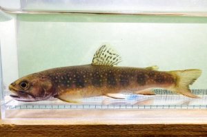 画像13: カワマス　（ブルックトラウト：約11〜12cm）　北海道産