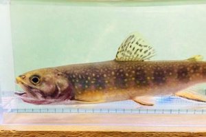 画像11: カワマス　（ブルックトラウト：約11〜12cm）　北海道産