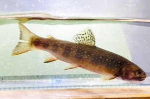 画像10: カワマス　（ブルックトラウト：約11〜12cm）　北海道産