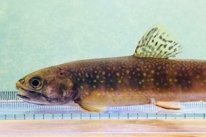 画像6: カワマス　（ブルックトラウト：約11〜12cm）　北海道産