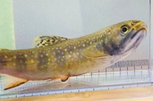 画像9: カワマス　（ブルックトラウト：約11〜12cm）　北海道産