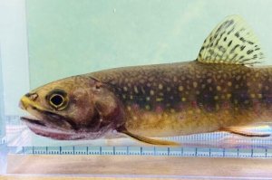 画像7: カワマス　（ブルックトラウト：約11〜12cm）　北海道産