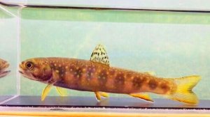 画像1: カワマス　（ブルックトラウト：約11〜12cm）　北海道産