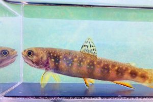 画像3: カワマス　（ブルックトラウト：約11〜12cm）　北海道産