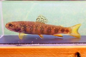 画像4: カワマス　（ブルックトラウト：約11〜12cm）　北海道産