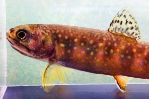画像5: カワマス　（ブルックトラウト：約11〜12cm）　北海道産