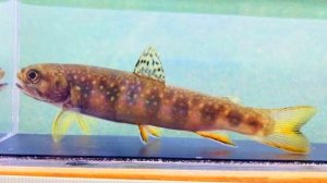 画像2: カワマス　（ブルックトラウト：約11〜12cm）　北海道産