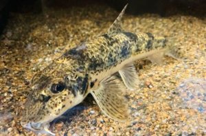 画像1: カマツカ　（巨大：約18cm）　琵琶湖水系産
