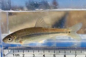 画像3: タモロコ　（約8〜９cm）　千葉産