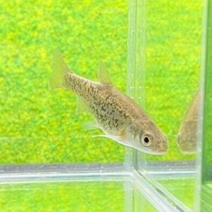 画像4: ヤチウグイ　（仔）　３匹