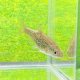 ヤチウグイ　（約4〜5cm）　３匹セット