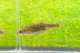 ヤチウグイ　（約4〜5cm）